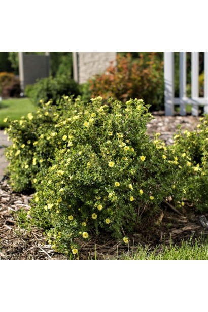 Перстач чагарниковий / Лапчатка кущова Лемон Мерінг